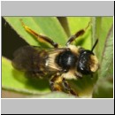Colletes daviesanus - Seidenbiene m002b 9mm - OS-Wallenhorst-Sandgrube-det.jpg